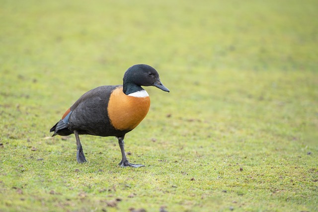 Australian sports betting sites