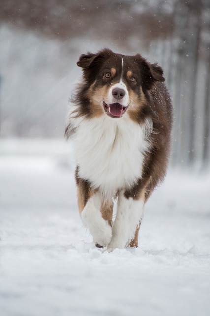 Best bonus offers for Australians