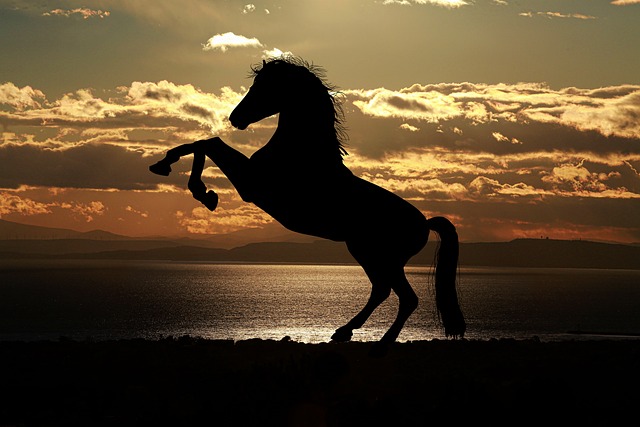 Best odds for horse racing betting Australia