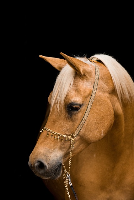 best-odds-for-horse-racing-betting-austr-640x480-36081474.jpeg