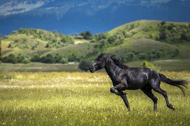 Best odds for horse racing betting Australia