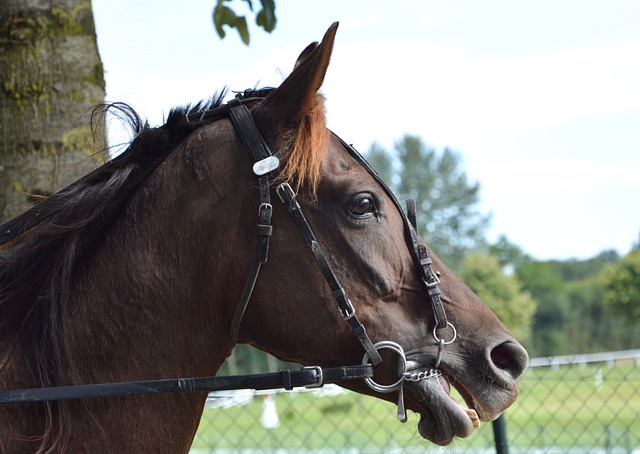 Best odds for horse racing betting Australia