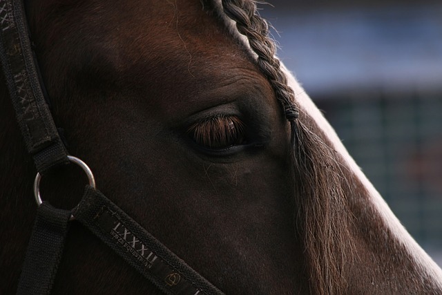 High payout horse racing betting Australia