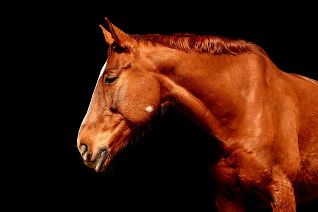 High payout horse racing betting Australia