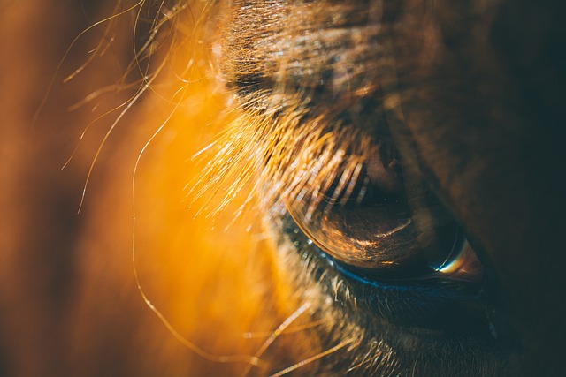 Horse racing tips for Australian punters