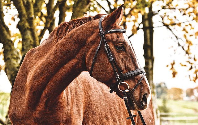 Horse racing tips for Australian punters