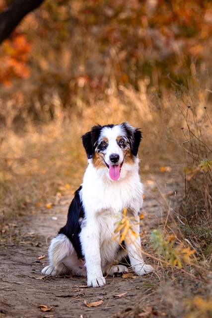 Online craps for Australians