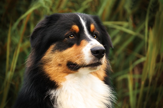 Online craps for Australians