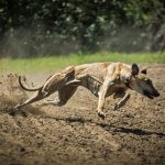 Live Greyhound Betting in Australia: A Guide to Legal Platforms and Winning Strategies