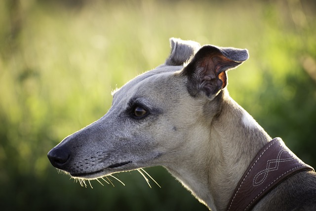Online greyhound betting Australia