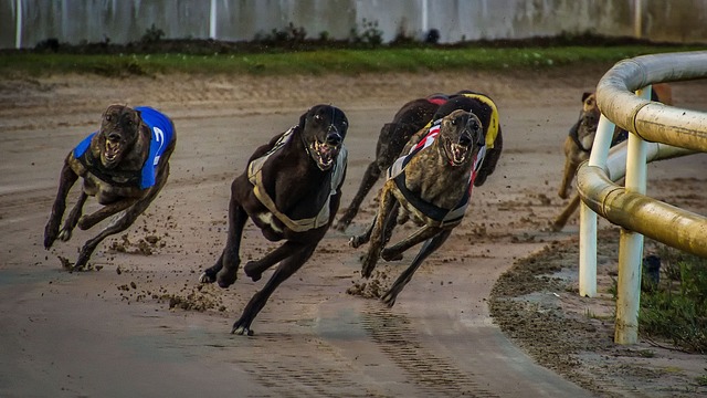 Online greyhound betting Australia