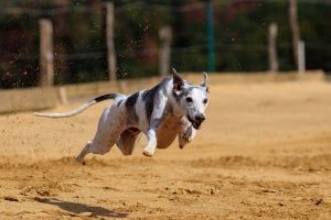 online-greyhound-betting-australia-640x480-32641651.jpeg