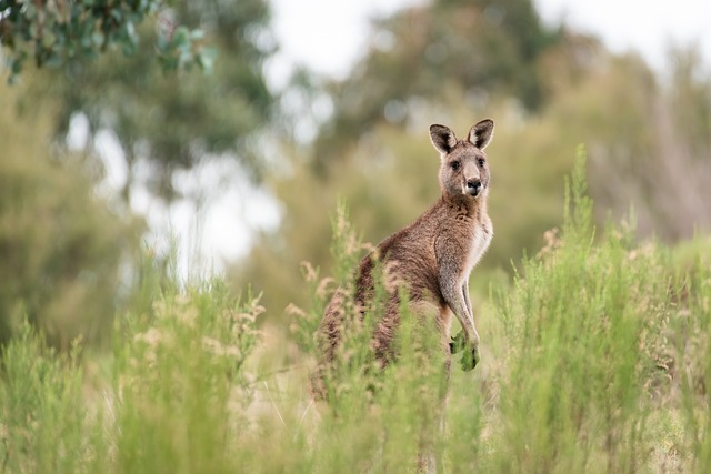 Online greyhound betting Australia