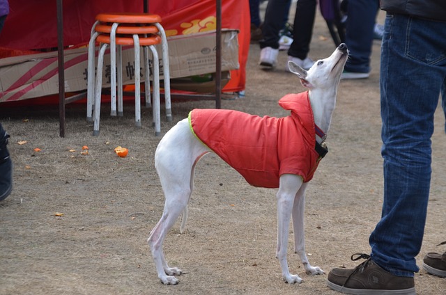 Online greyhound betting Australia