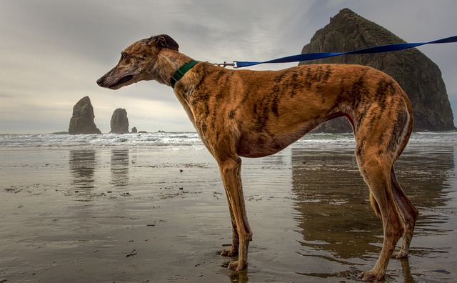Online greyhound betting Australia
