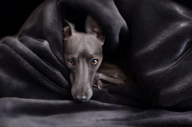 Online greyhound betting Australia