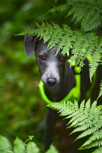 Online greyhound betting Australia