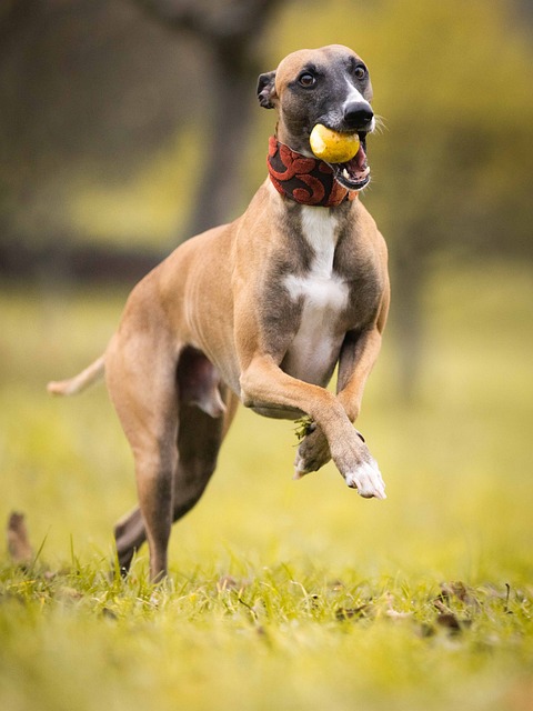 Online greyhound betting Australia