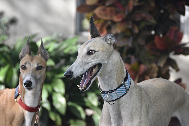 Online greyhound betting Australia
