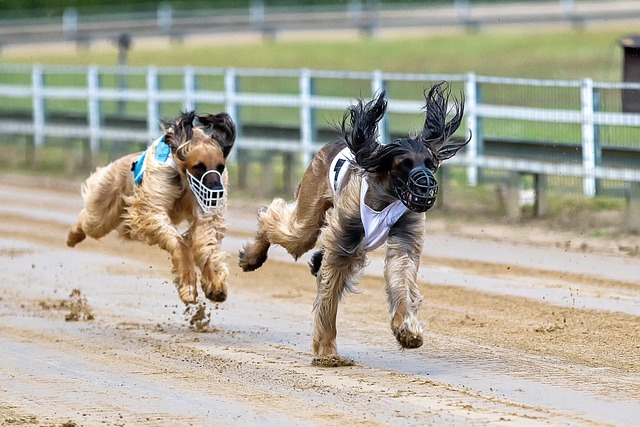 Online greyhound betting Australia