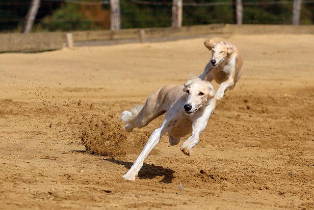 Online greyhound betting Australia