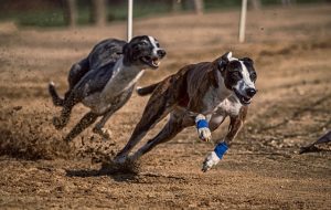 online-greyhound-betting-australia-640x480-92199149.jpeg