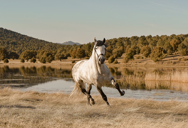 Online horse racing betting Australia