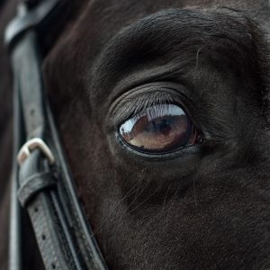 online-horse-racing-betting-australia-640x480-30175028.jpeg
