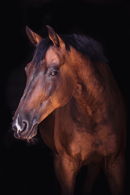 Online horse racing betting Australia