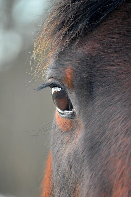 Online horse racing betting Australia