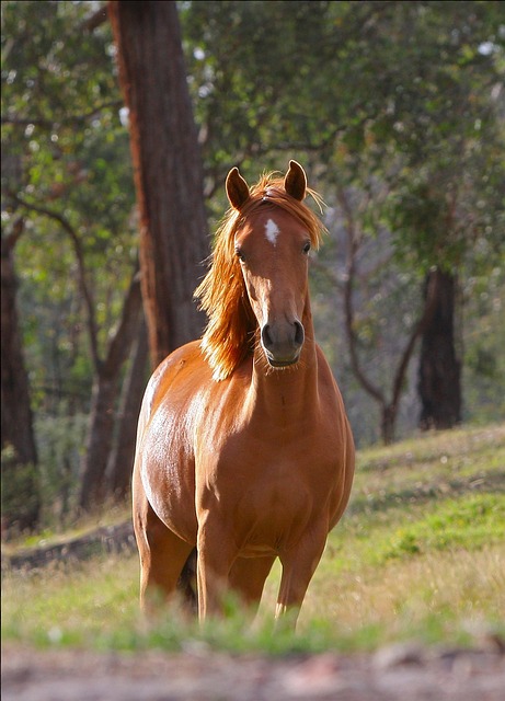 Online horse racing betting Australia
