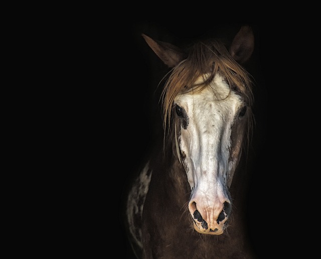 Online horse racing betting Australia