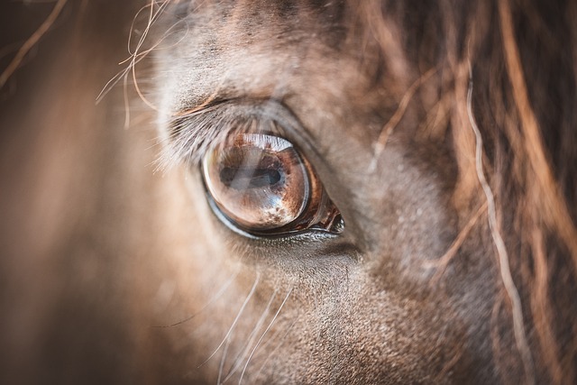 Online horse racing betting Australia