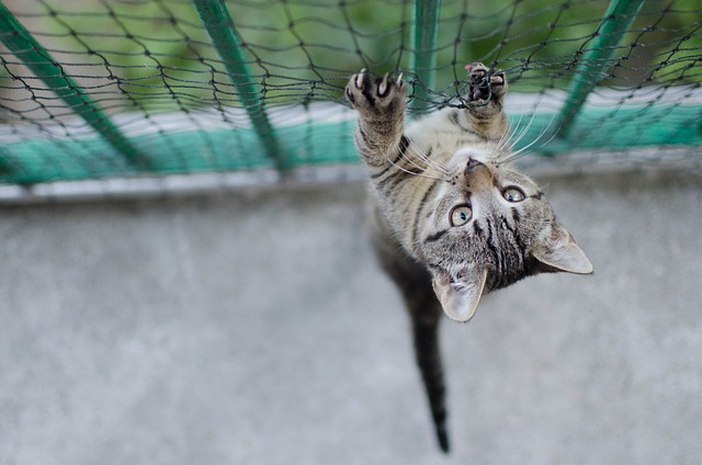 Safe sports betting Australia