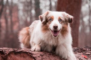 best-loyalty-programs-for-australian-cas-640x480-32315956.jpeg