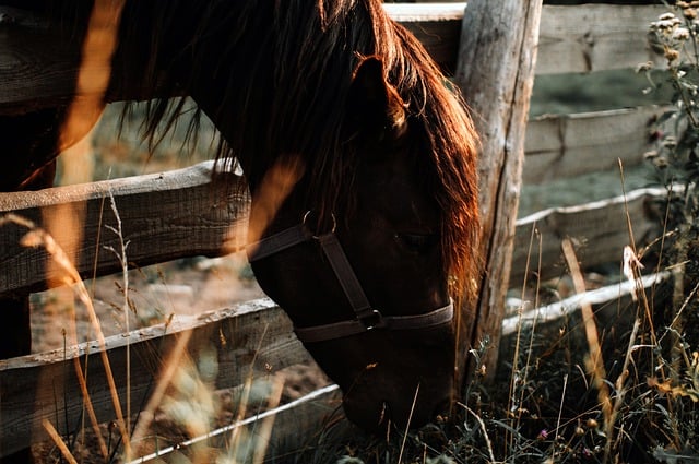 Best odds for horse racing betting Australia