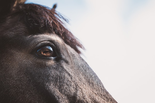 Best odds for horse racing betting Australia