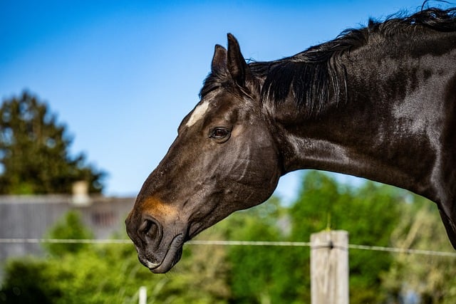 Best odds for horse racing betting Australia