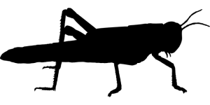 cricket-betting-apps-australia-640x480-14251024.png