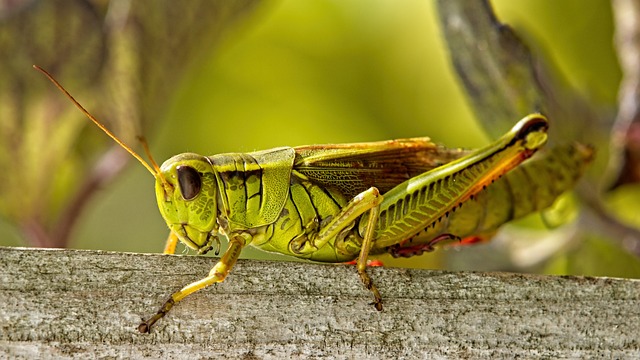 Cricket betting apps Australia