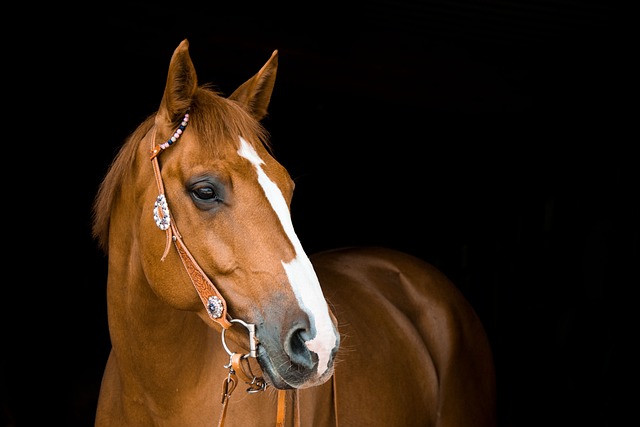 High payout horse racing betting Australia