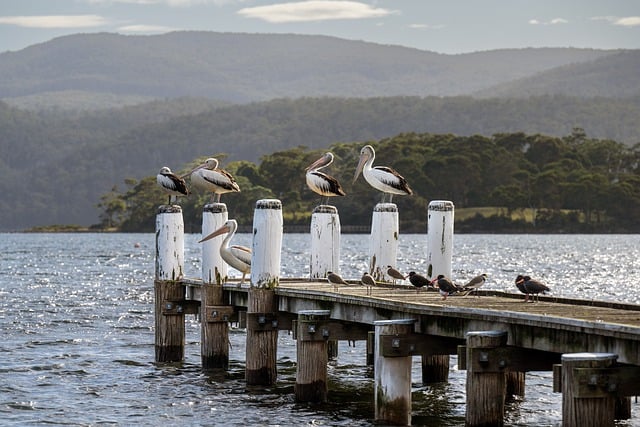 High-stakes poker Australia