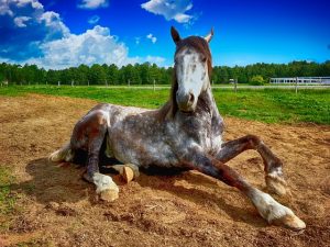 horse-racing-tips-for-australian-punters-640x480-96220503.jpeg