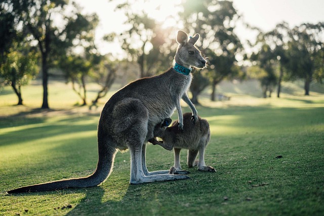no-deposit-sports-betting-bonuses-austra-640x480-92727053.jpeg