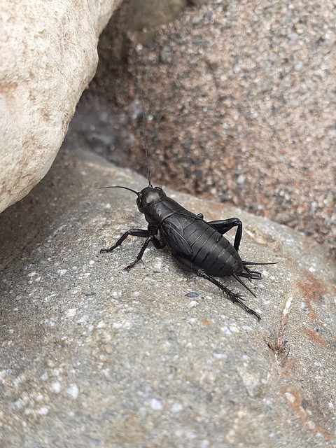 Online betting on cricket Australia