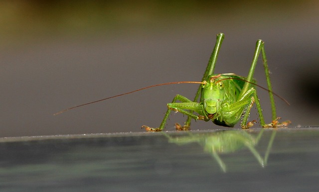 Online betting on cricket Australia