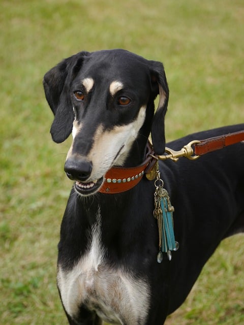 Online greyhound betting Australia