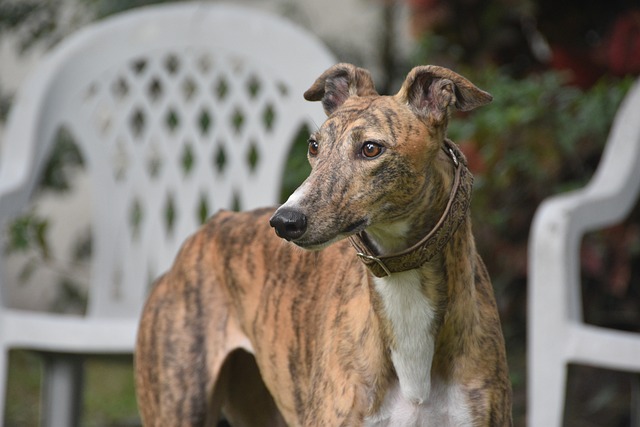 Online greyhound betting Australia