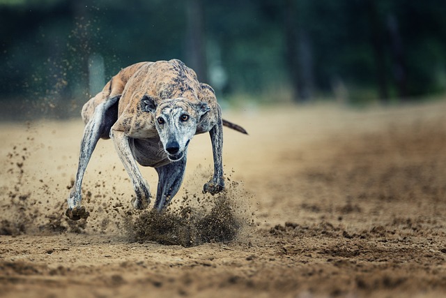 Online greyhound betting Australia