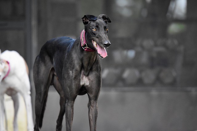 Online greyhound betting Australia